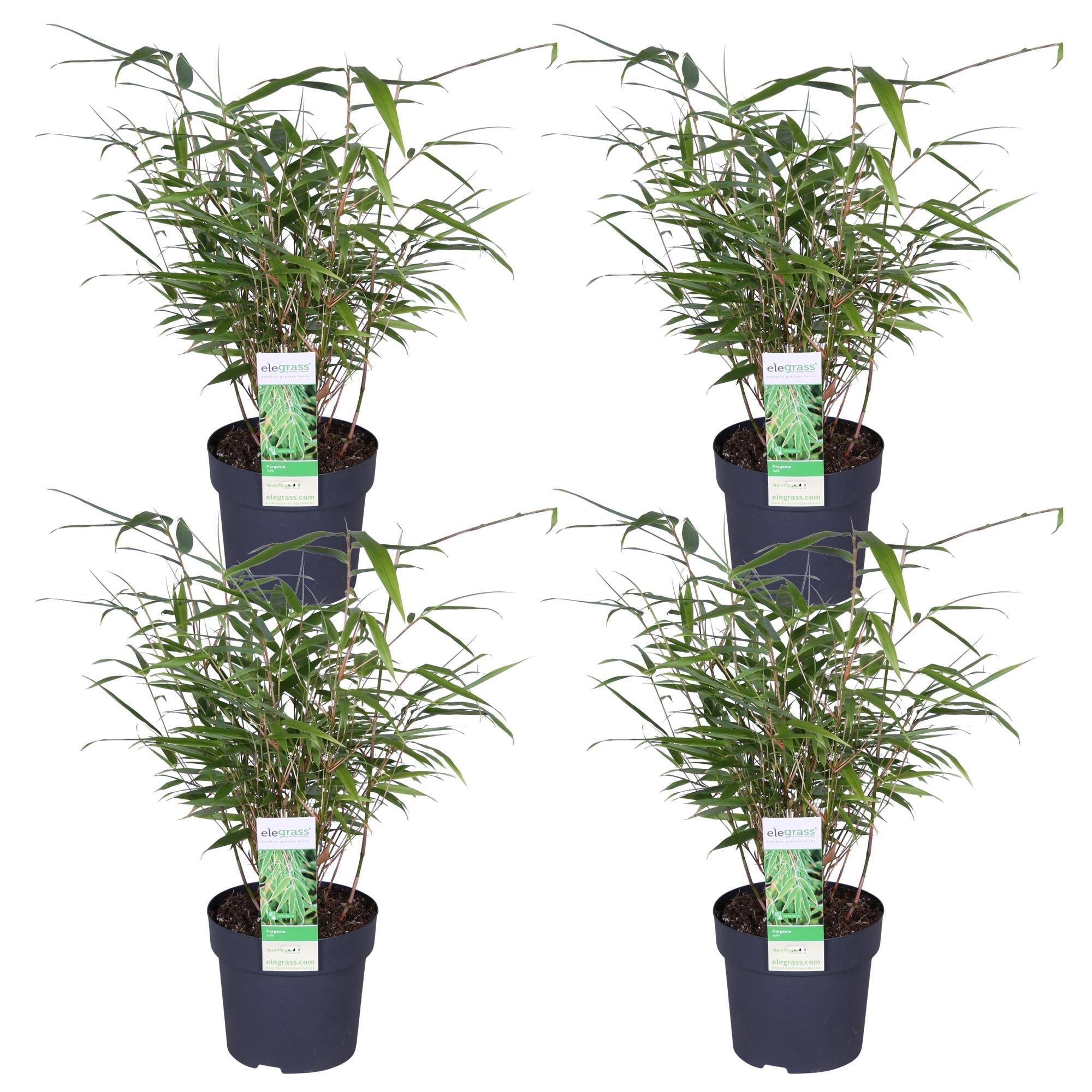 green-guardia-unsere-pflanzen-fargesia-rufa-bambus-80-cm-sichtschutz image 8