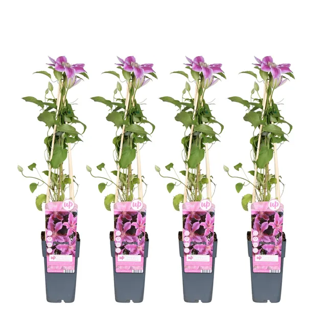 green-guardia-unsere-pflanzen-clematis-tudor-kletterpflanze-3er-set-violett-wei image 1