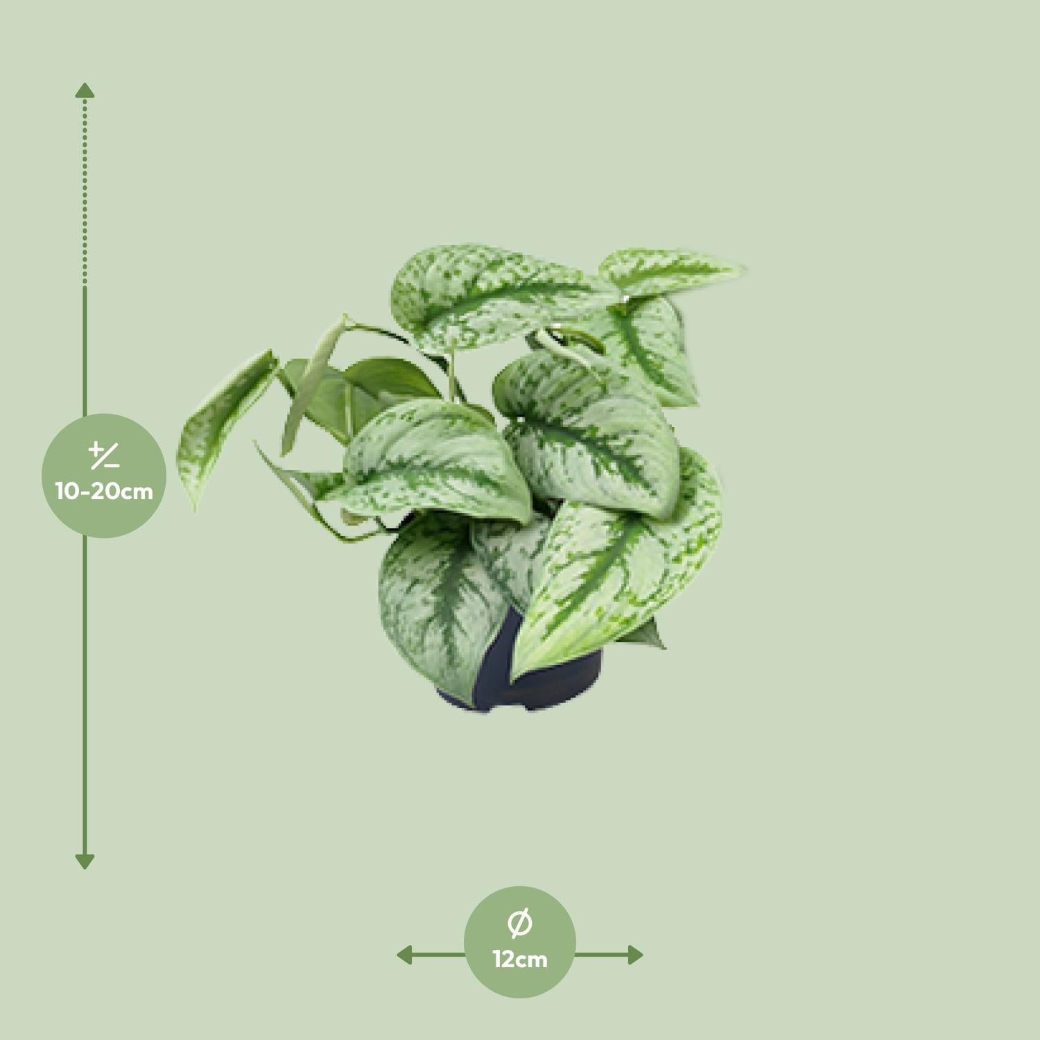 green-guardia-scindapsus-trebie-efeutute-12-cm-topf-15-cm image 2