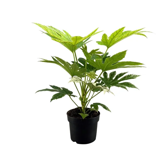 green-guardia-unsere-pflanzen-fatsia-spider-web-zimmeraralie-17cm image 1