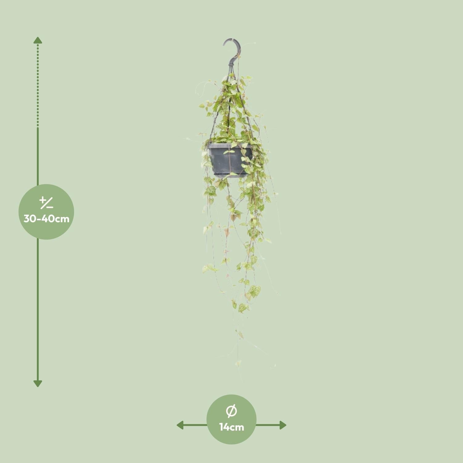 green-guardia-ceropegia-iris-leuchterblume-38-cm-h-ngend image 2