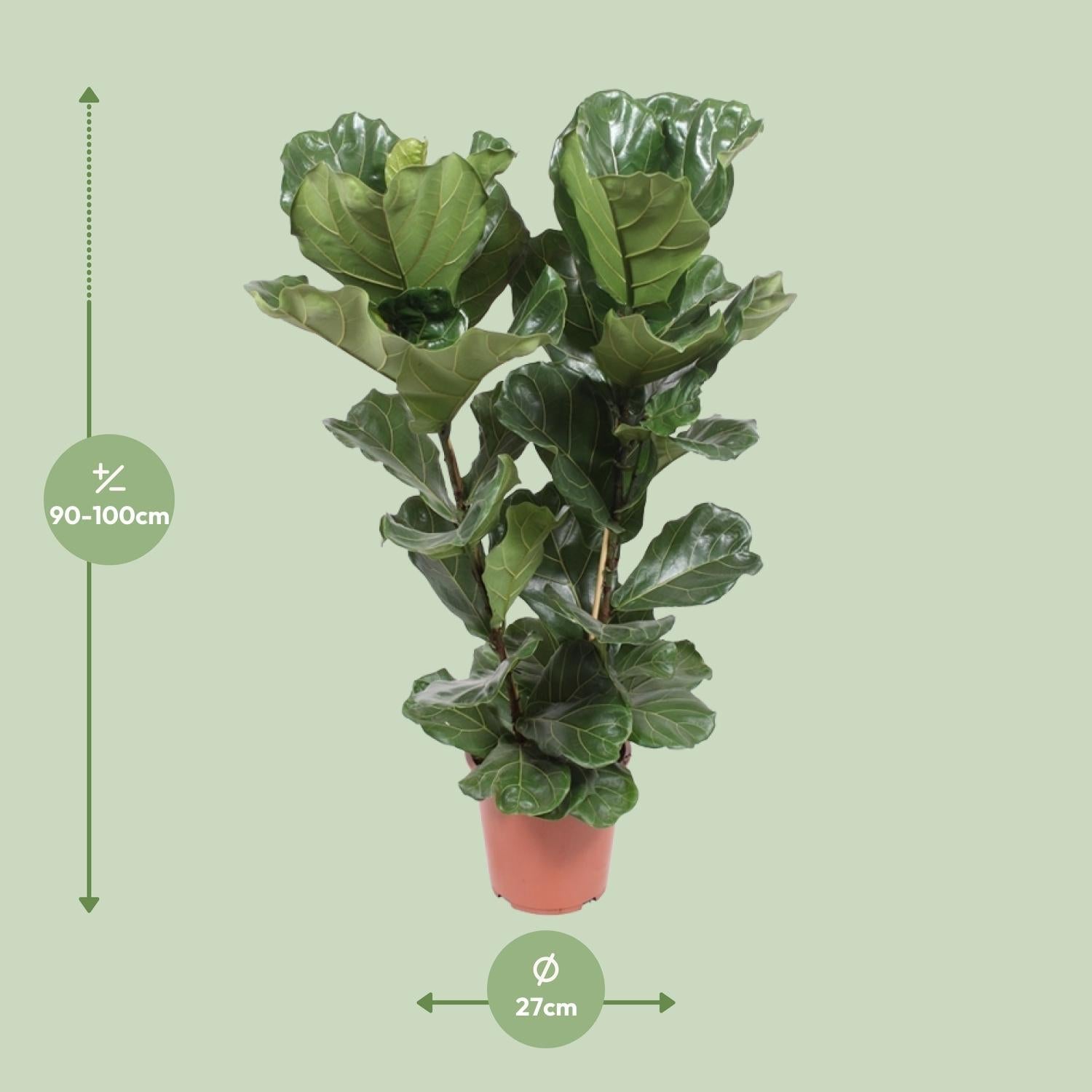 green-guardia-unsere-pflanzen-ficus-lyrata-geigenfeige-12cm-30cm image 2