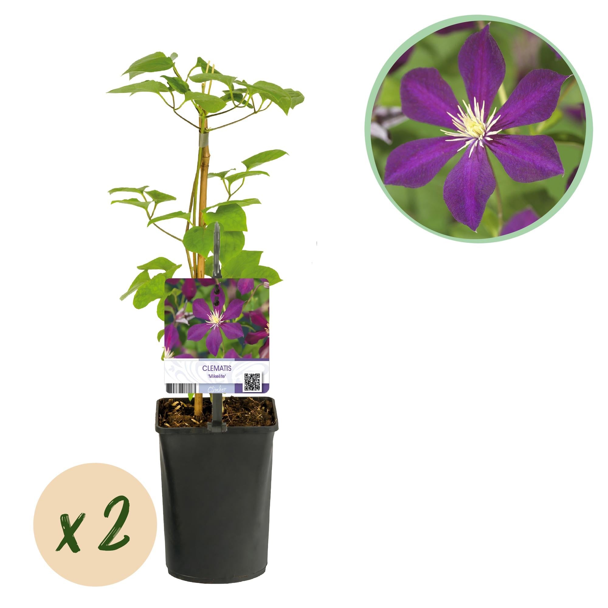 green-guardia-unsere-pflanzen-clematis-mikelite-kletterpflanze-2x-lila image 1