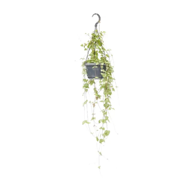 green-guardia-ceropegia-iris-leuchterblume-38-cm-h-ngend image 1