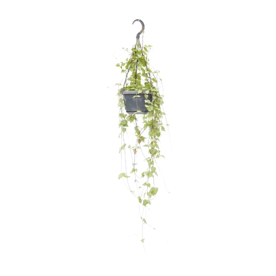 green-guardia-ceropegia-iris-leuchterblume-38-cm-h-ngend image 1