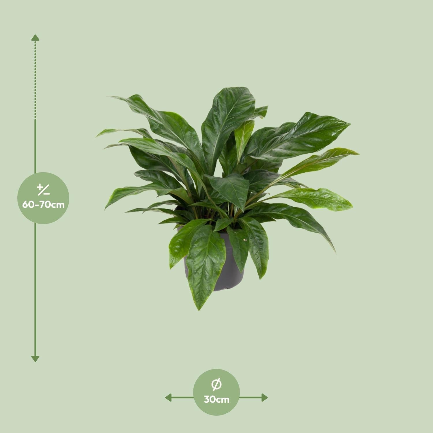 green-guardia-anthurium-jungle-bush-flamingoblume-30-cm-topf image 2