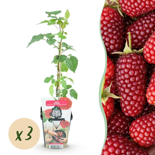 green-guardia-unsere-pflanzen-rubus-tayberry-beerenpflanze-3-pflanzen-winterhart image 1