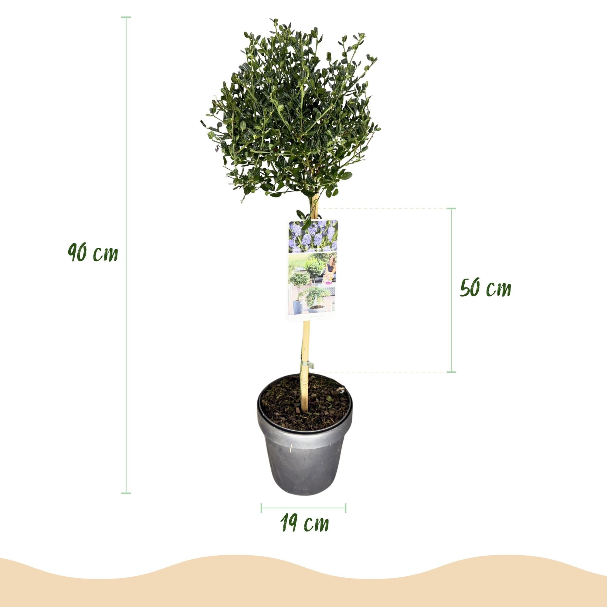 green-guardia-unsere-pflanzen-ceanothus-victoria-stamm-blau-90cm image 2
