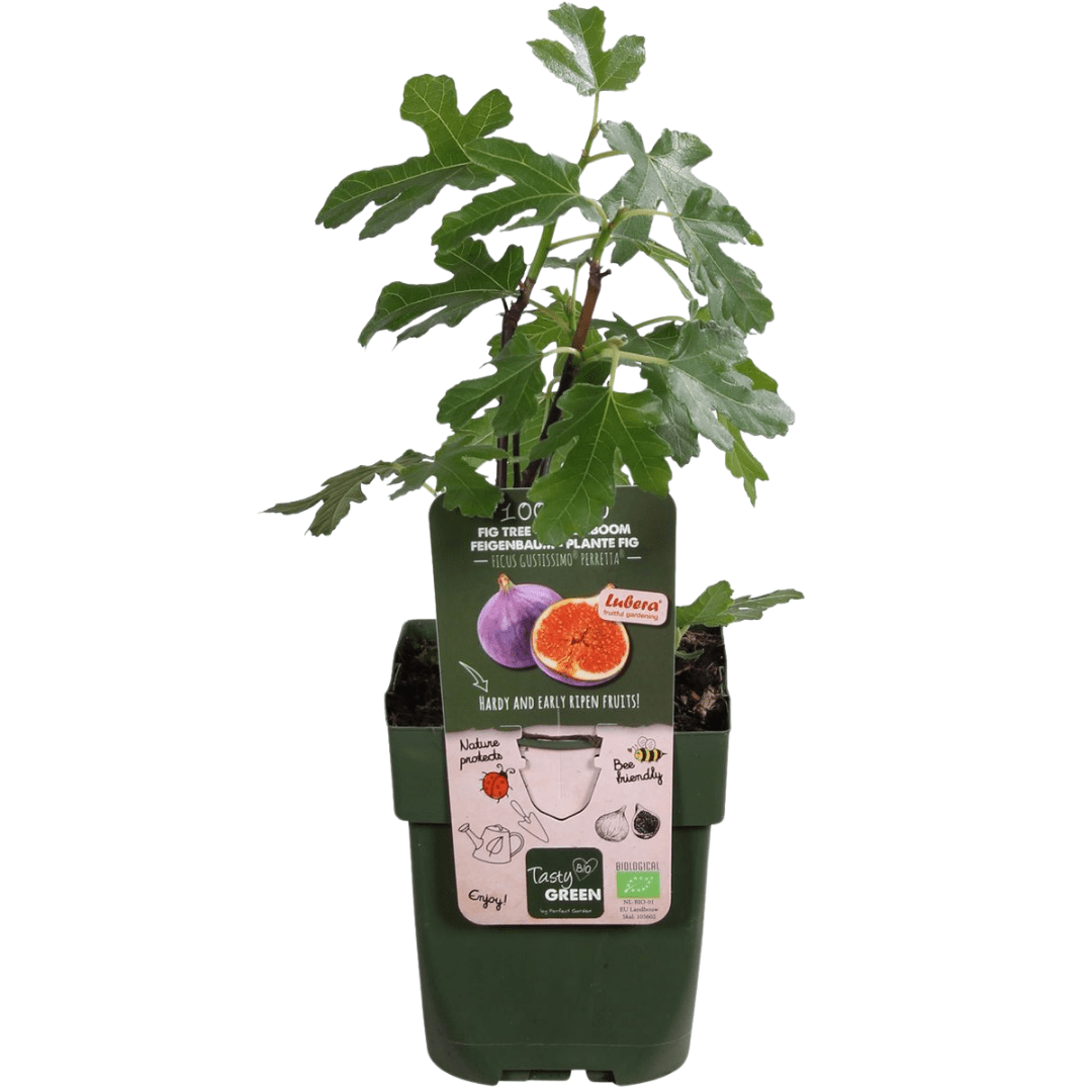 green-guardia-s-e-ernte-trio-bio-obstpflanzen-set-feige-kiwi-brombeere image 2