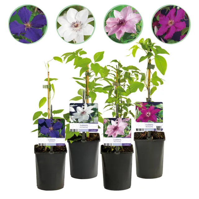 green-guardia-unsere-pflanzen-clematis-rainbow-kletterpflanze-4x-bunt image 1