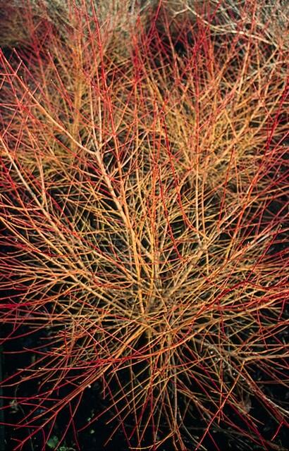 green-guardia-hartriegel-anny-s-winter-orange-6-pflanzen-im-topf image 6