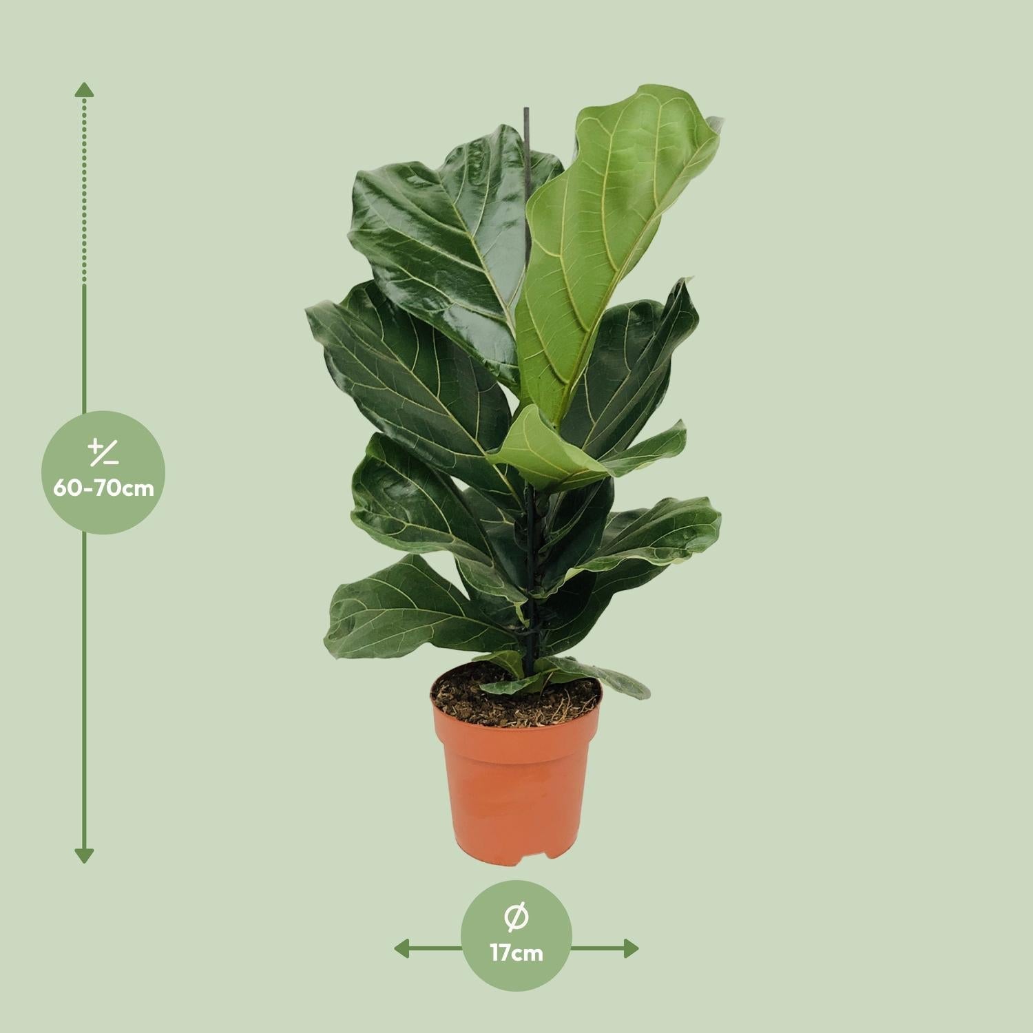 green-guardia-unsere-pflanzen-ficus-lyrata-geigenfeige-12cm-30cm image 6