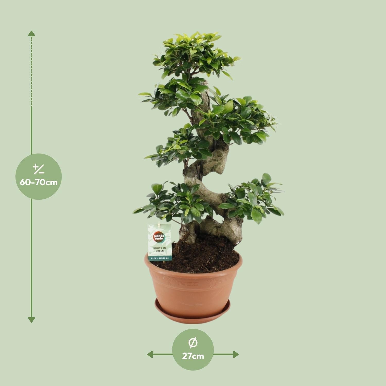 green-guardia-ficus-ginseng-bonsai-feige-70-cm-zimmerpflanze image 5