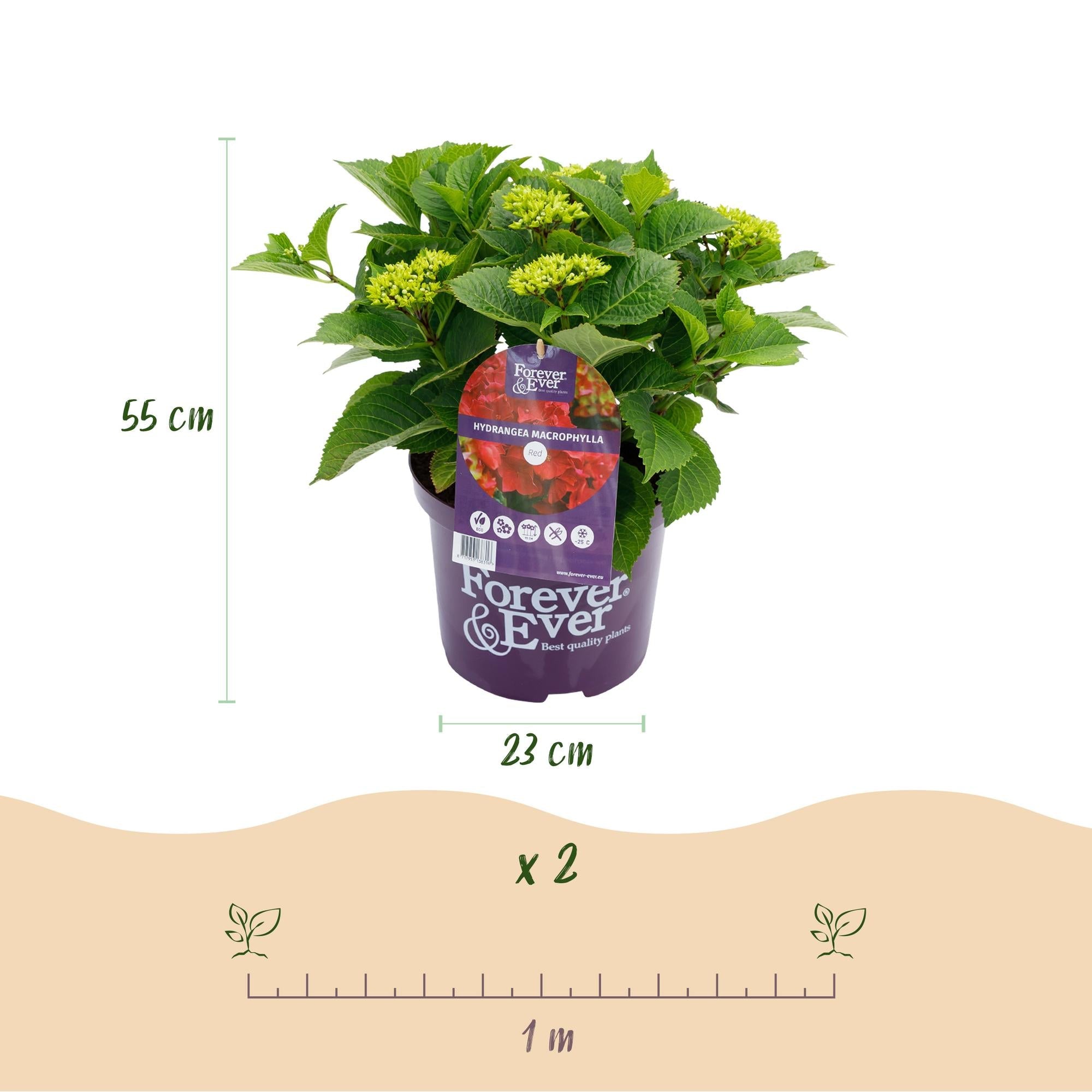 green-guardia-hortensie-forever-ever-rot-1-pflanze-23cm-topf image 2