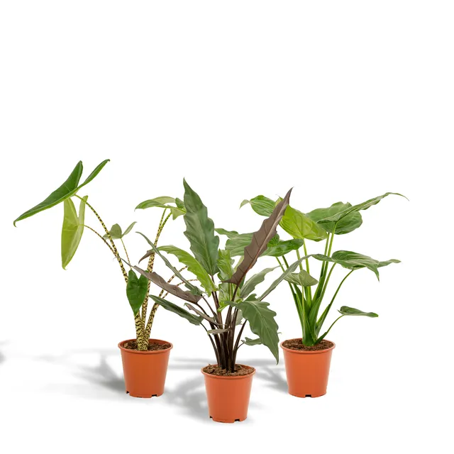 green-guardia-unsere-pflanzen-alocasia-set-3-pflanzen-60-75cm image 1