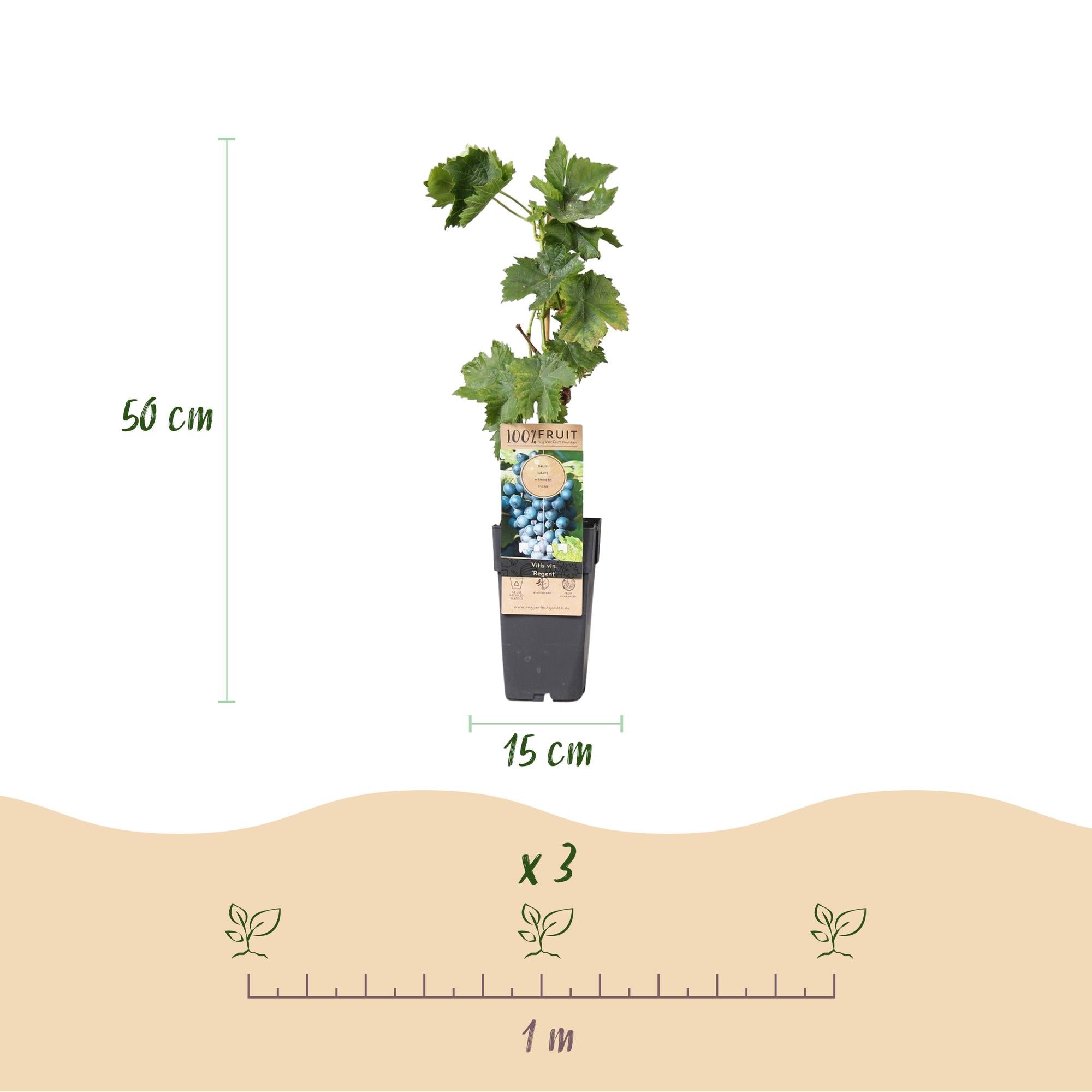 green-guardia-regent-blaue-traube-obstpflanze-2er-set-15cm image 3