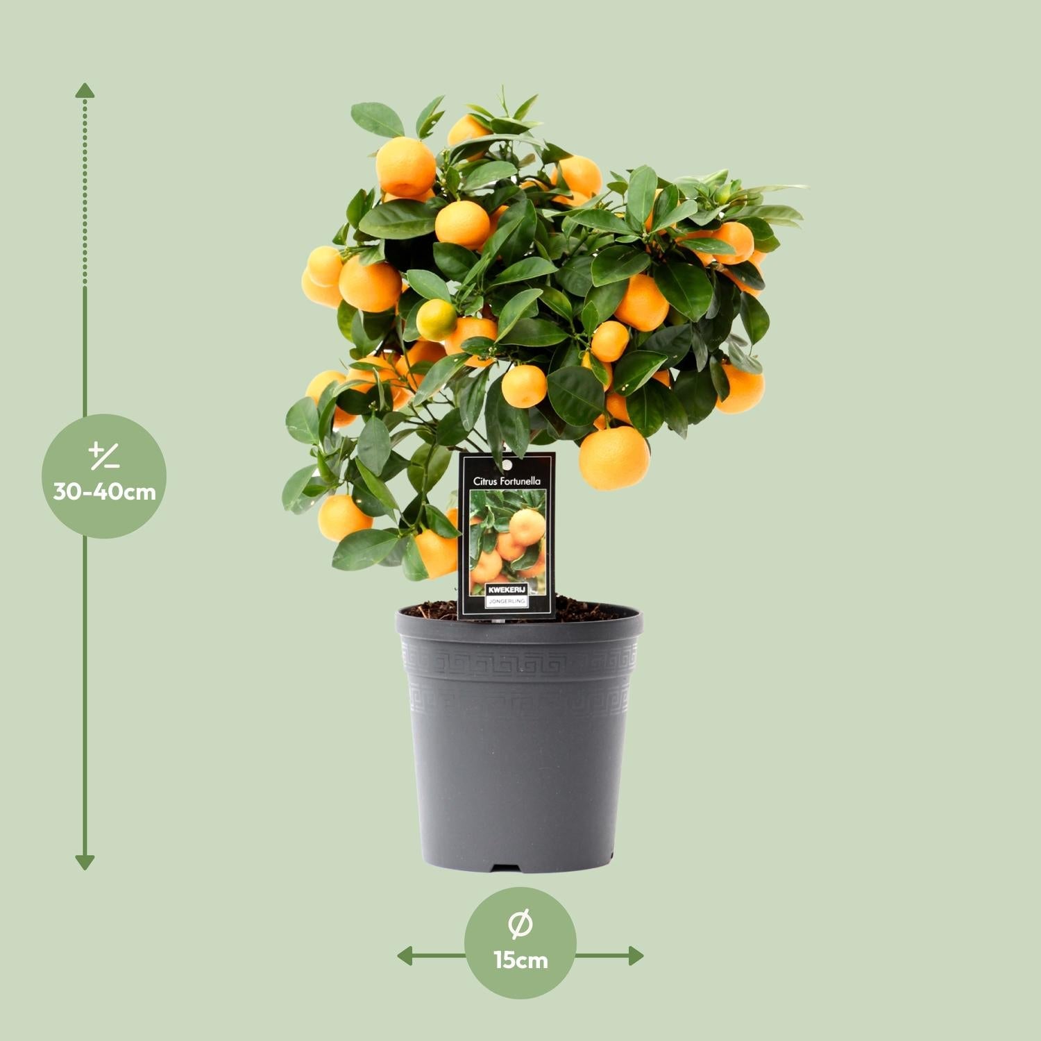 green-guardia-calamondin-orange-zitruspflanze-duftend-essbar image 3