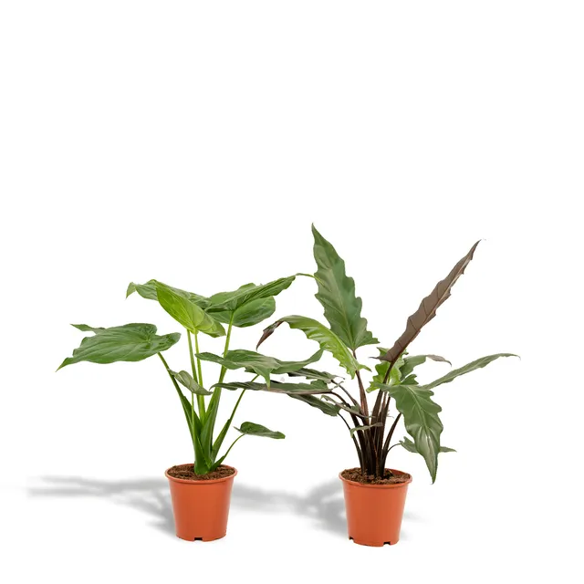 green-guardia-alocasia-elefantenohr-zimmerpflanze-2-pfl-19cm image 1