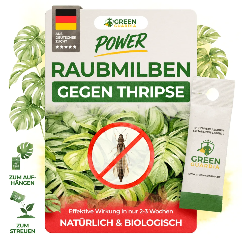 green-guardia-raubmilben-gegen-thripse-t-te-amblyseius-1-st image 1