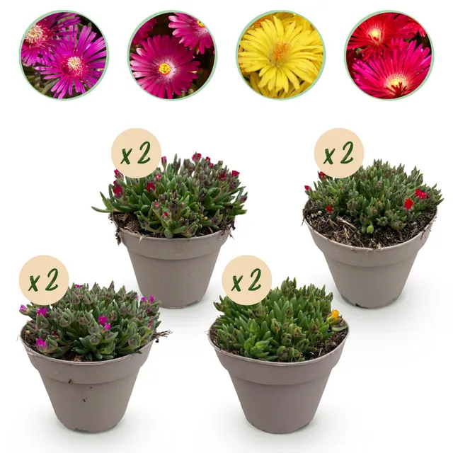 green-guardia-unsere-pflanzen-delosperma-bodendecker-8-pflanzen image 1