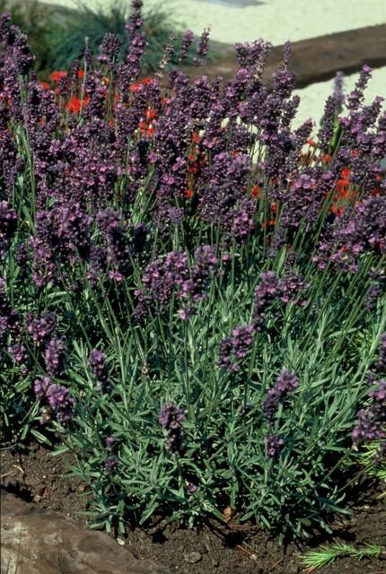 green-guardia-lavendel-munstead-duftpflanze-6-pflanzen image 4