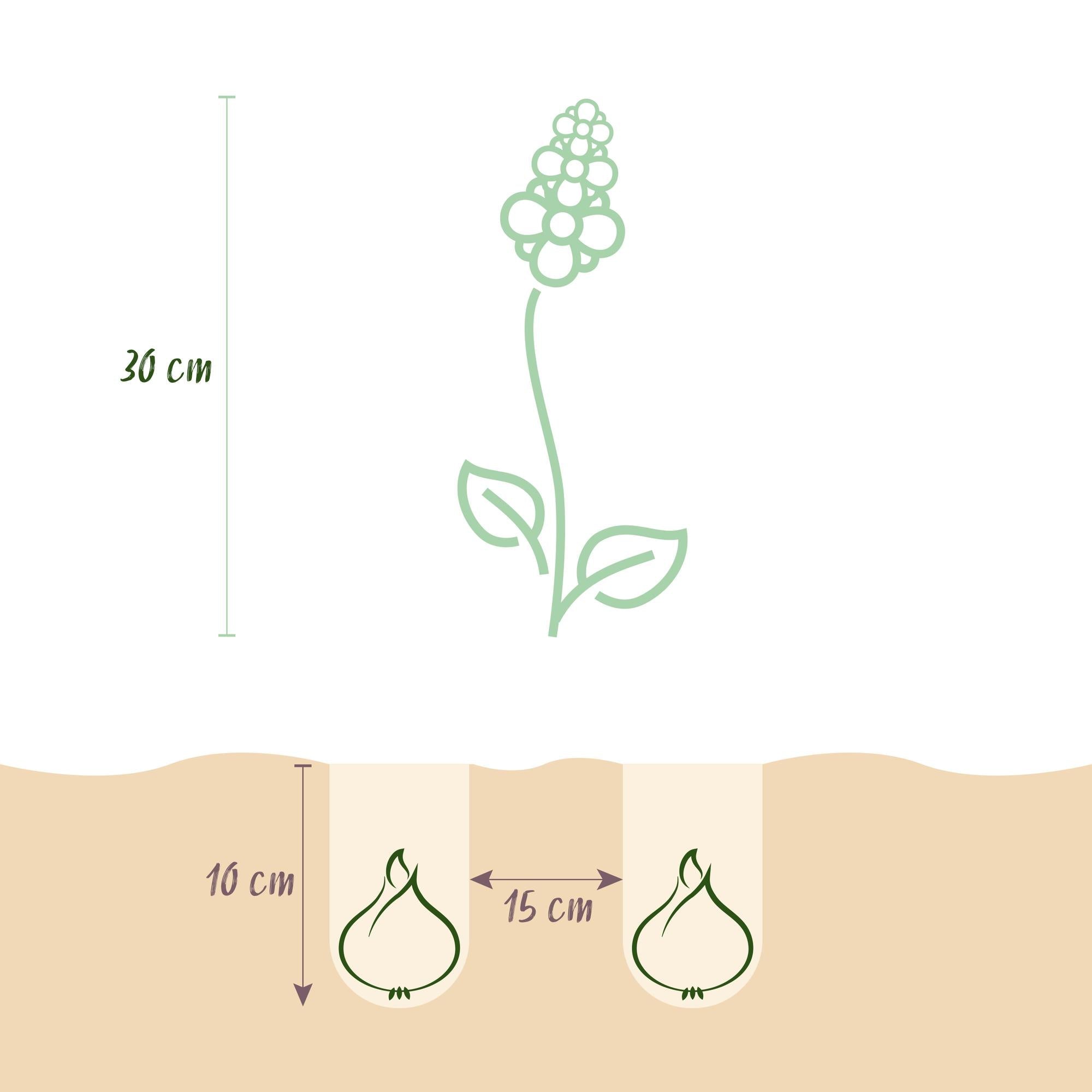green-guardia-blumenzwiebeln-hyacinthoides-non-scripta-blau-20-st-ck image 2