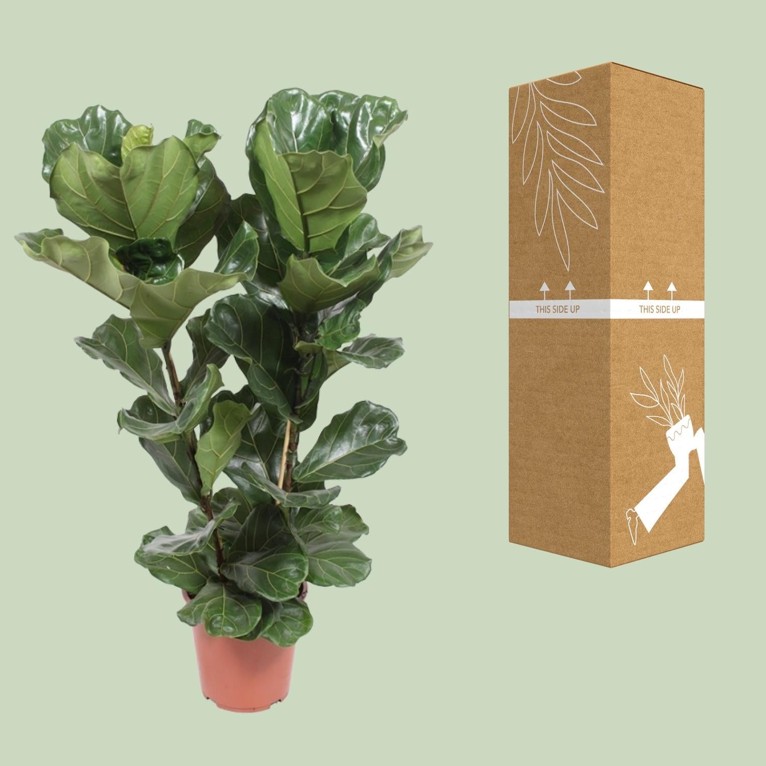 green-guardia-unsere-pflanzen-ficus-lyrata-geigenfeige-12cm-30cm image 3