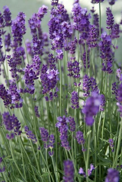 green-guardia-unsere-pflanzen-lavendel-dwarf-blue-6-st-ck-duftend image 3