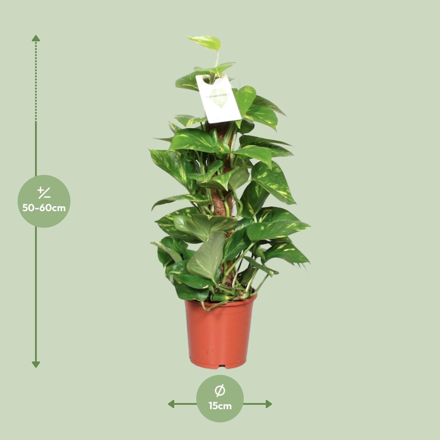 green-guardia-unsere-pflanzen-efeutute-epipremnum-80cm-moosstab image 5