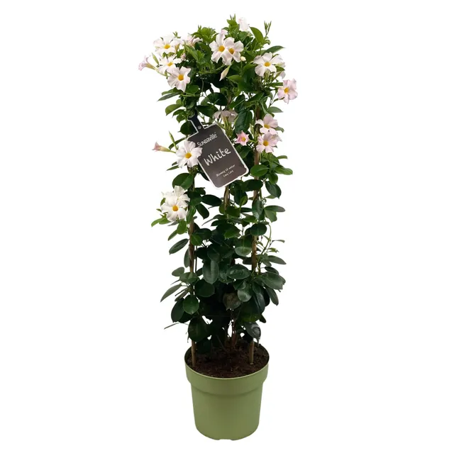 green-guardia-dipladenia-sundaville-white-wei-55-95-cm image 1