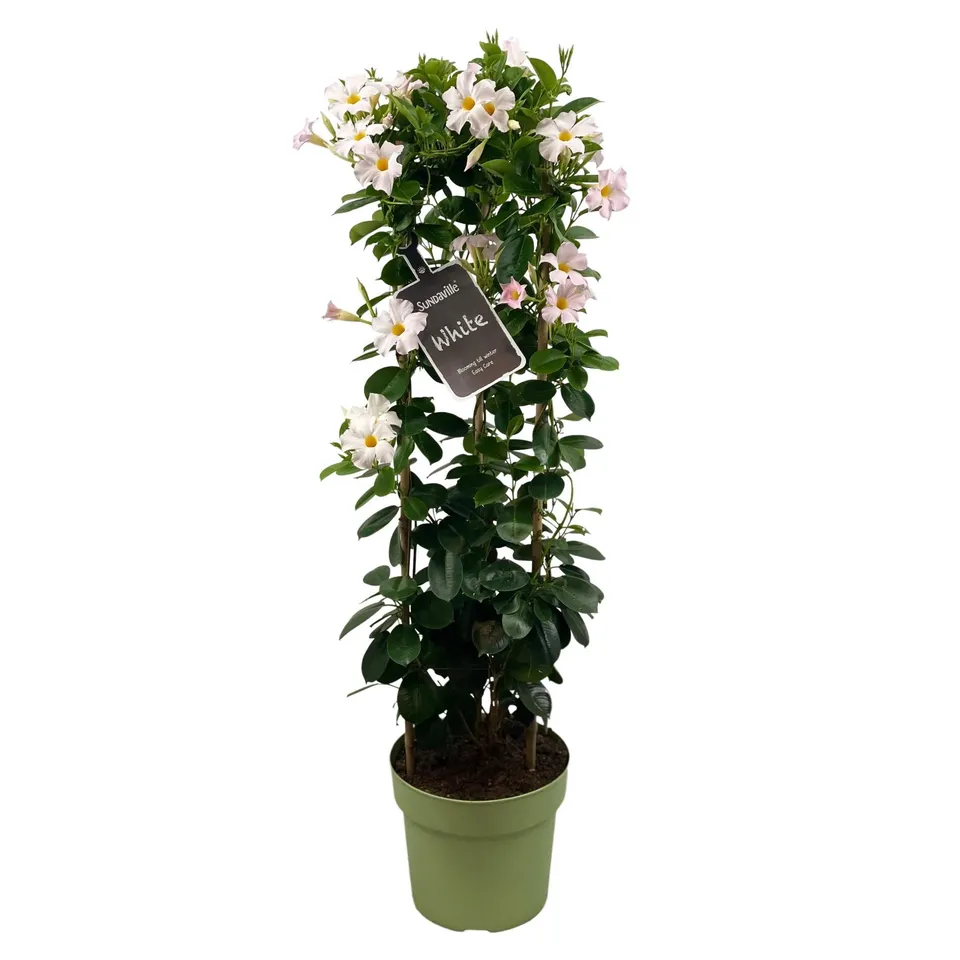 green-guardia-dipladenia-sundaville-white-wei-55-95-cm image 1