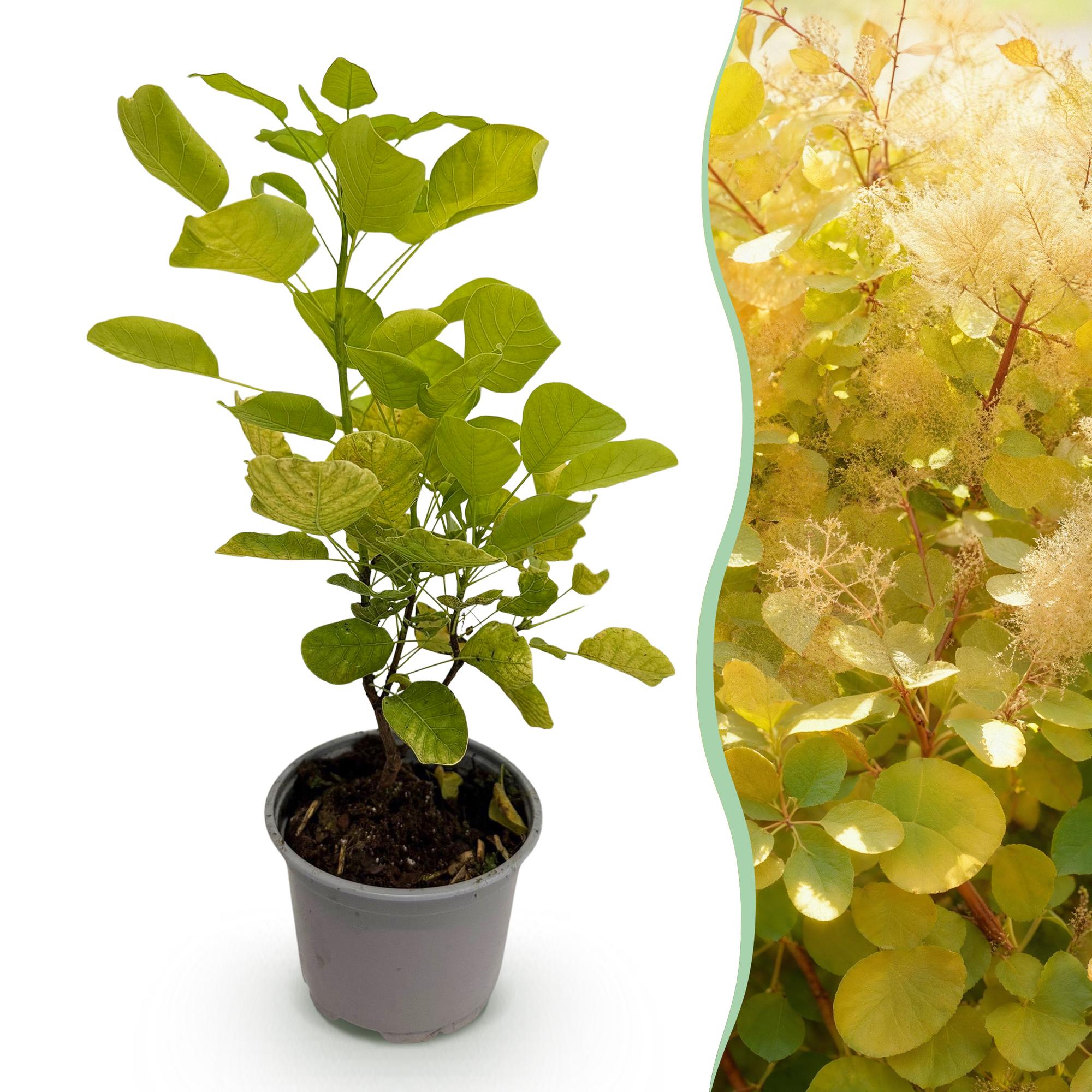 green-guardia-cotinus-golden-spirit-zierstrauch-gelb-12cm image 1