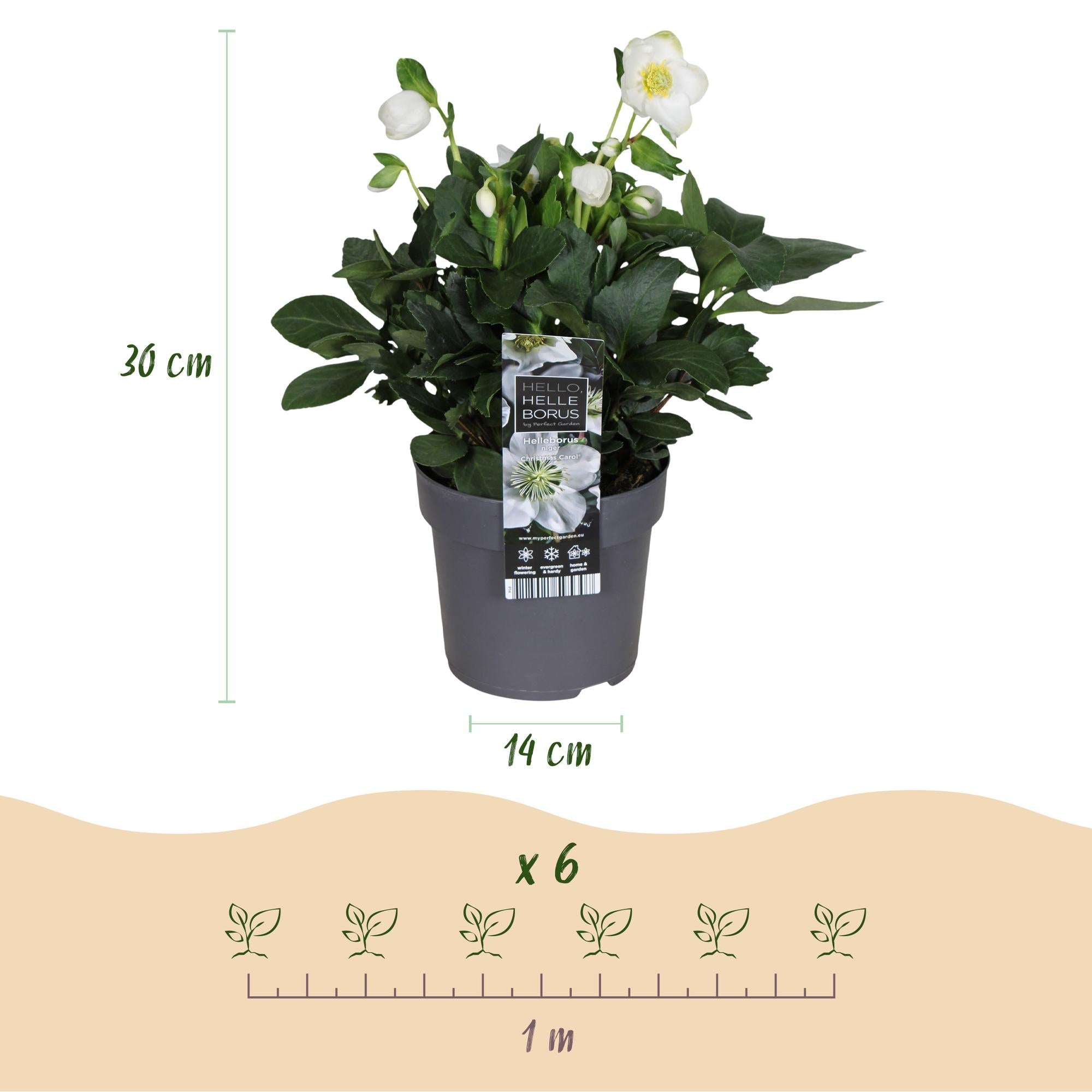 green-guardia-helleborus-christmas-carol-christrose-14cm image 3