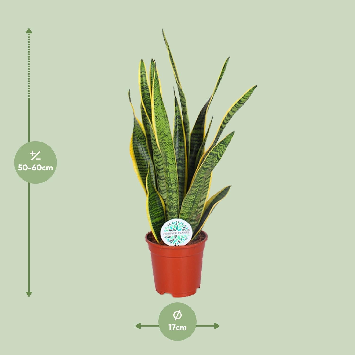 green-guardia-unsere-pflanzen-sansevieria-laurentii-bogenhanf-40-85-cm image 4