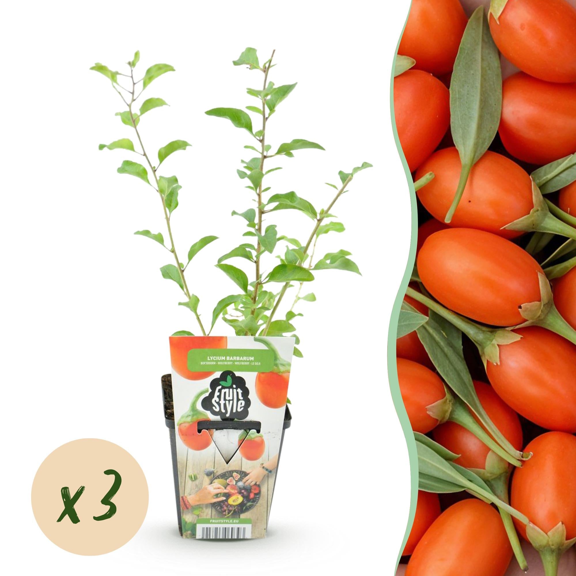 green-guardia-unsere-pflanzen-goji-beere-lycium-barbarum-pflanze-3-pflanzen-wint image 1