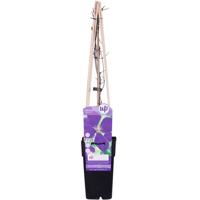 green-guardia-unsere-pflanzen-clematis-jackmanii-kletterpflanze image 1
