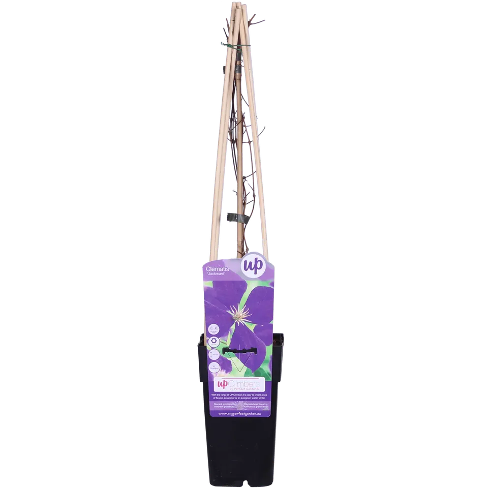 green-guardia-unsere-pflanzen-clematis-jackmanii-kletterpflanze image 1