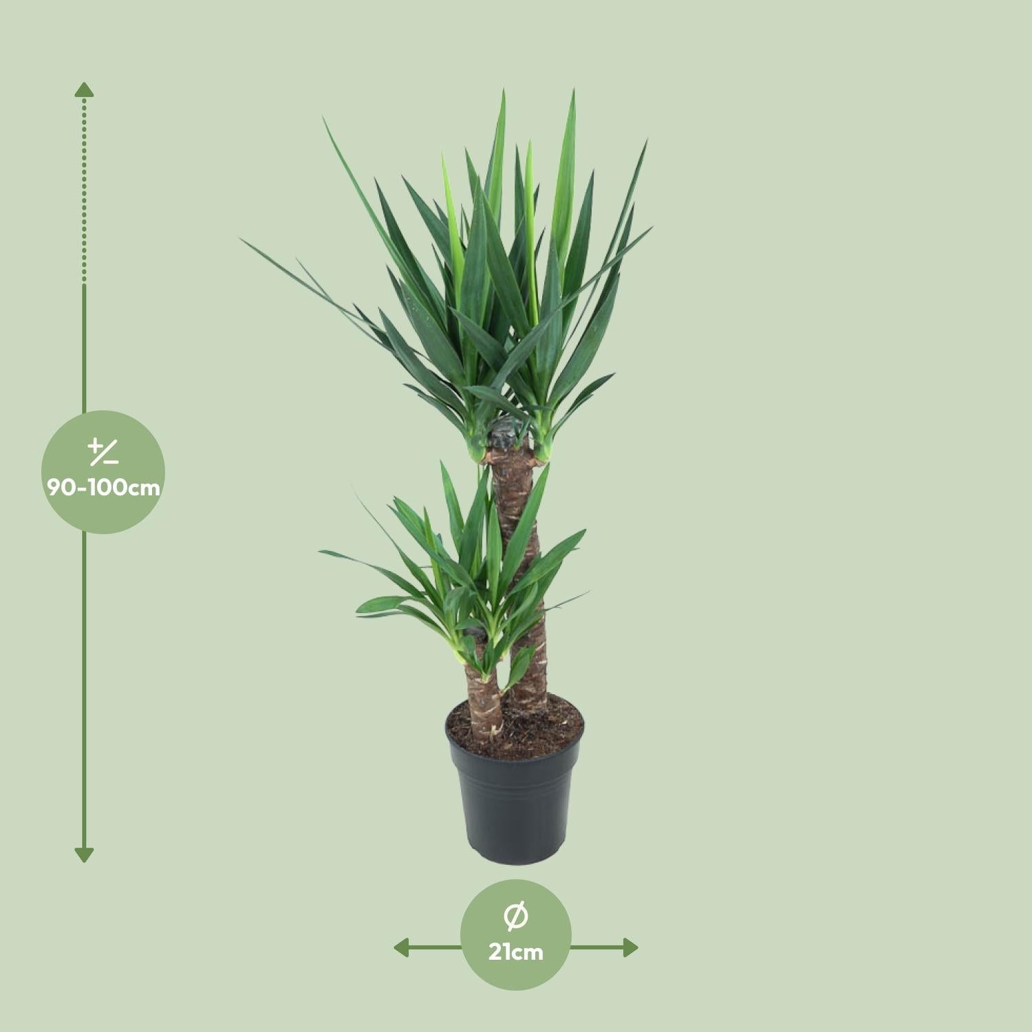 green-guardia-unsere-pflanzen-yucca-elephantipes-palmlilie-85-cm-17cm image 3