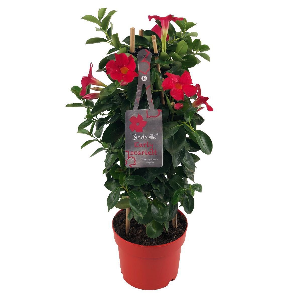 green-guardia-unsere-pflanzen-mandevilla-sundaville-early-scarlet-55cm image 1