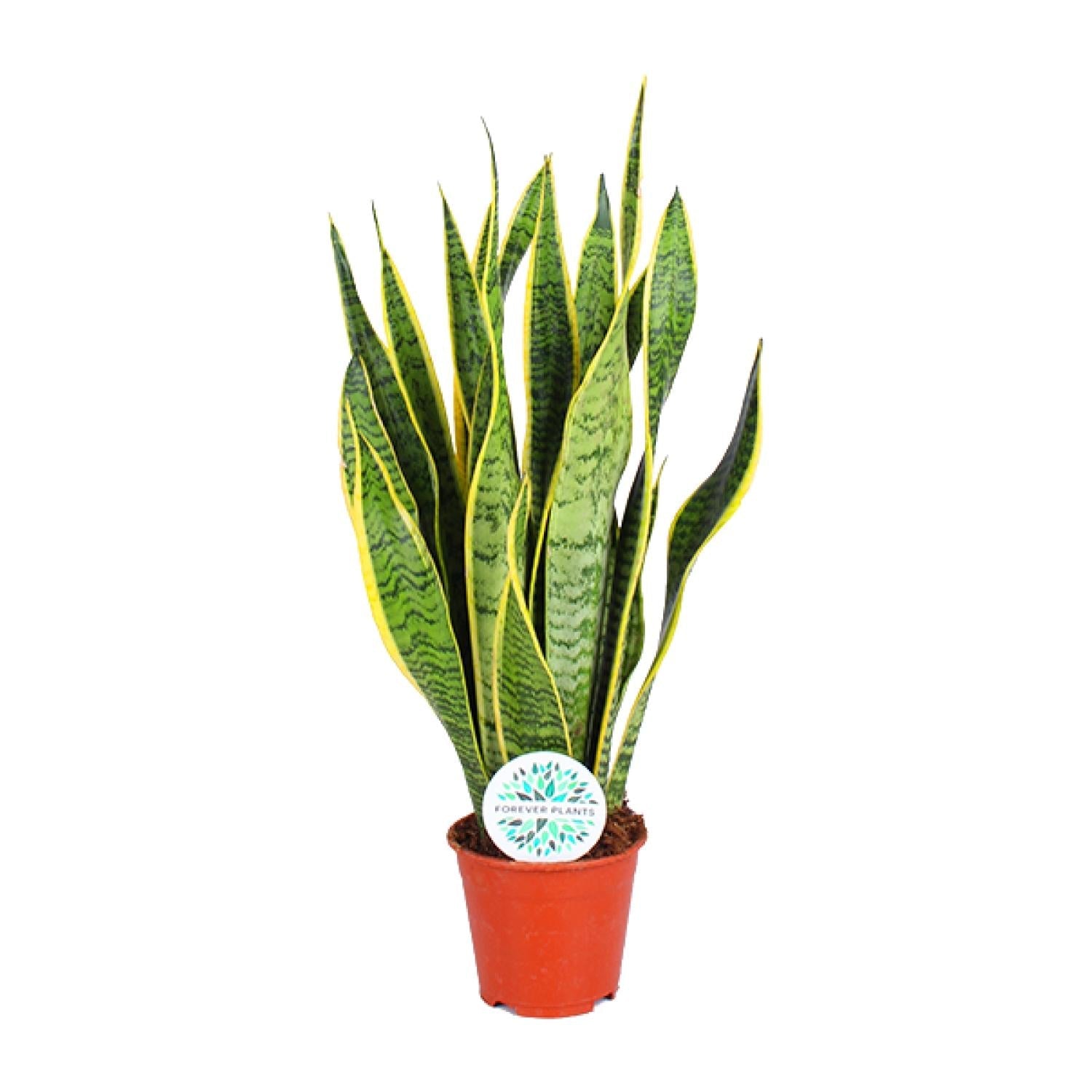 green-guardia-unsere-pflanzen-sansevieria-laurentii-bogenhanf-40-85-cm image 1