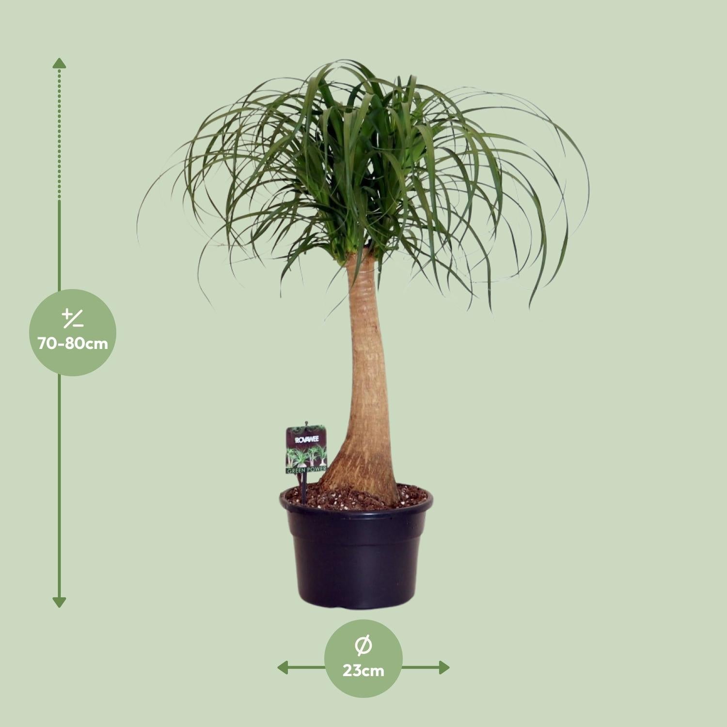 green-guardia-unsere-pflanzen-beaucarnea-elefantenfu-60cm-pflegeleicht image 2