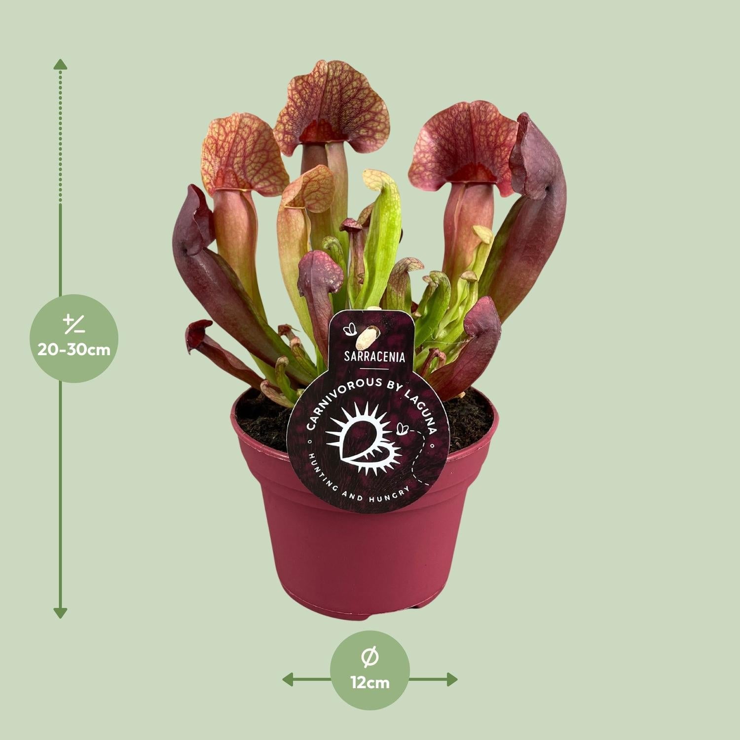 green-guardia-unsere-pflanzen-sarracenia-psittacina-12-cm-topf image 5