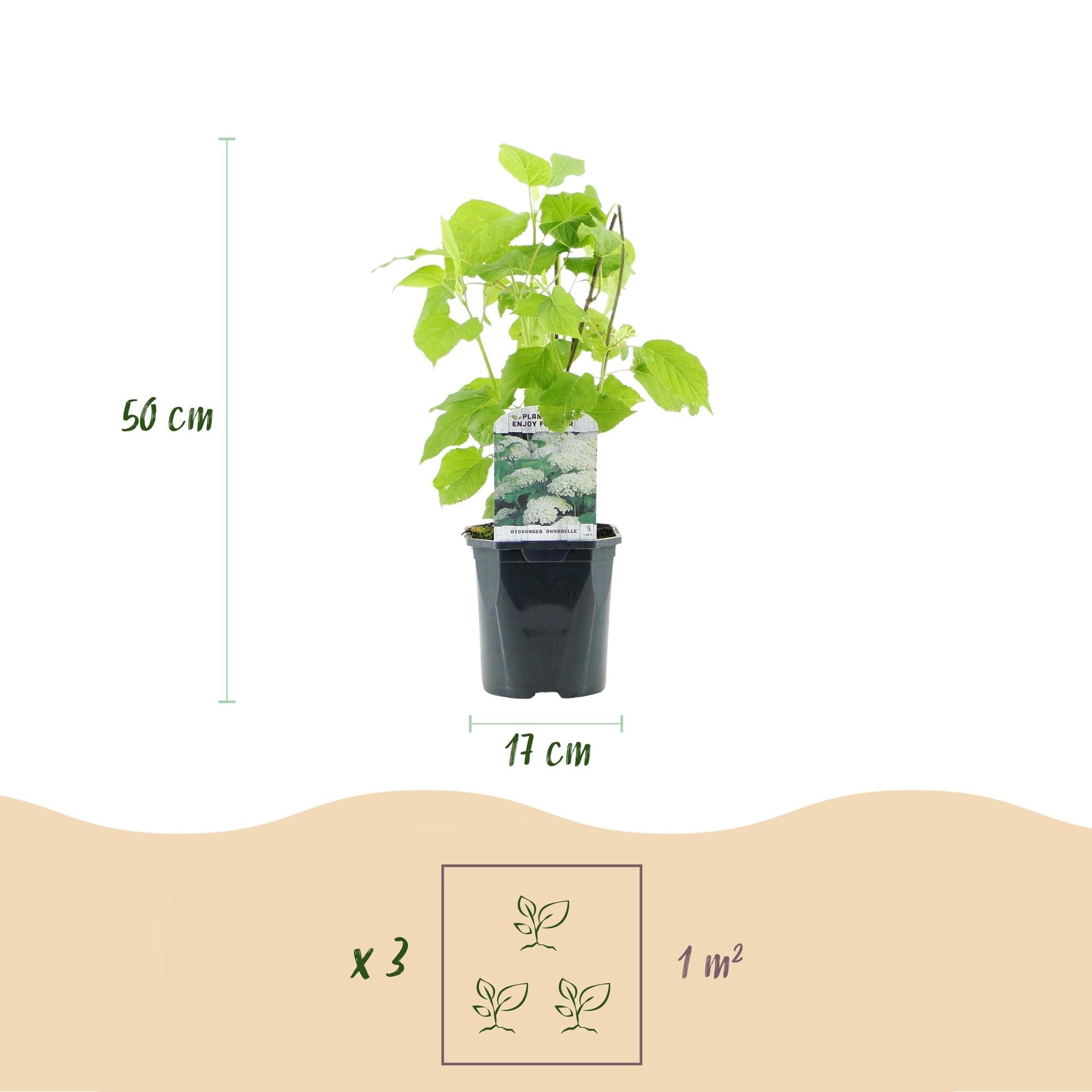 green-guardia-annabelle-hortensie-wei-17-cm-topf-50-cm image 4