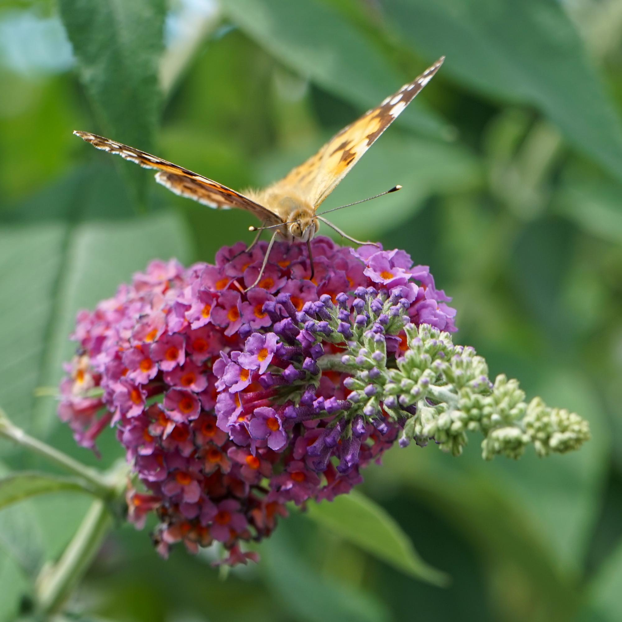 green-guardia-buddleja-flower-power-schmetterlingsstrauch-1-pflanze image 4