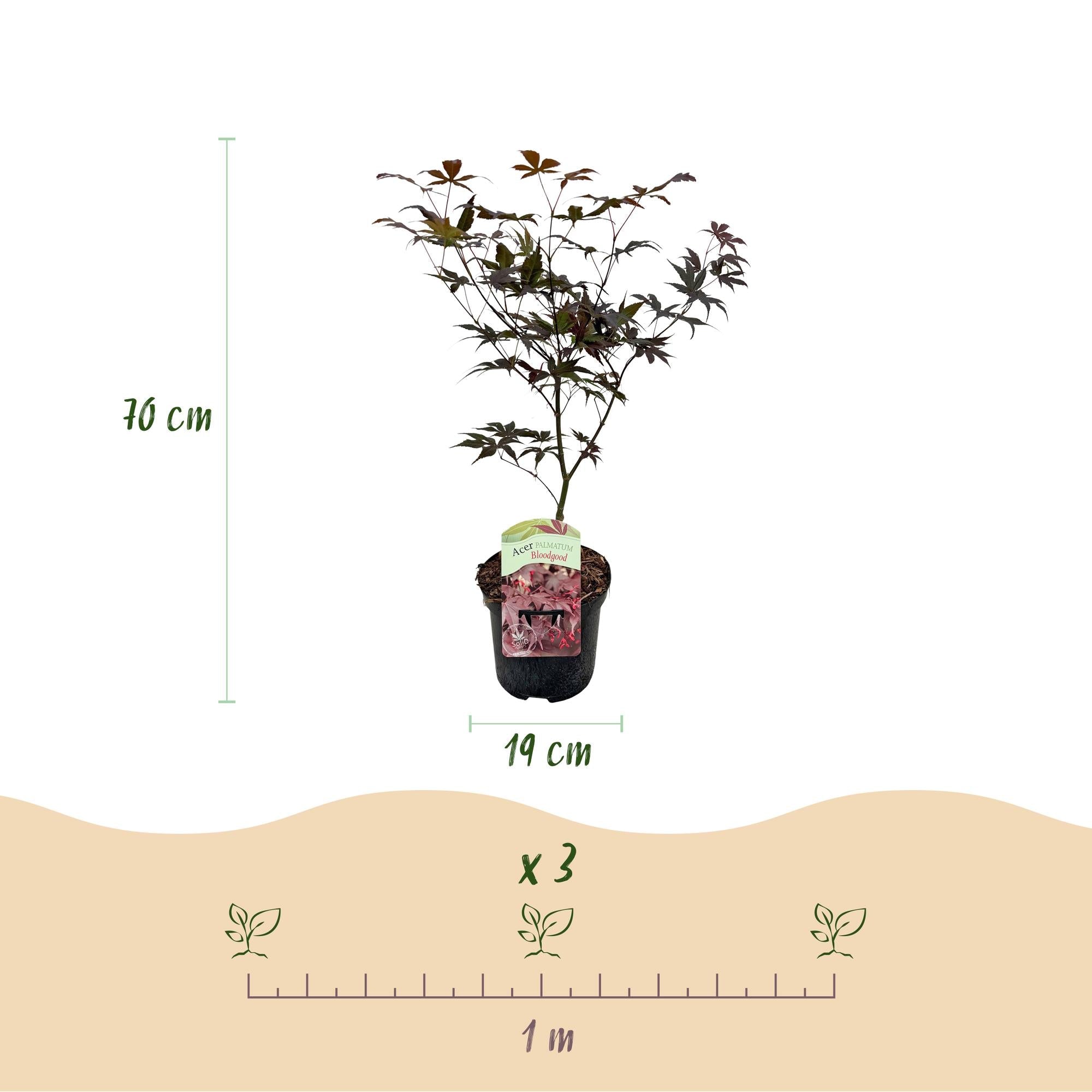 green-guardia-acer-palmatum-bloodgood-ahorn-19cm-topf-70cm image 2