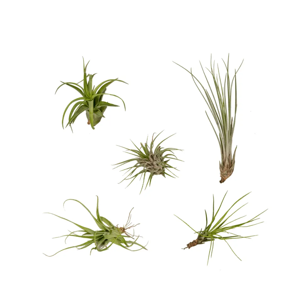 green-guardia-tillandsia-air-mix-luftpflanzen-5-st-ck-6-cm image 1
