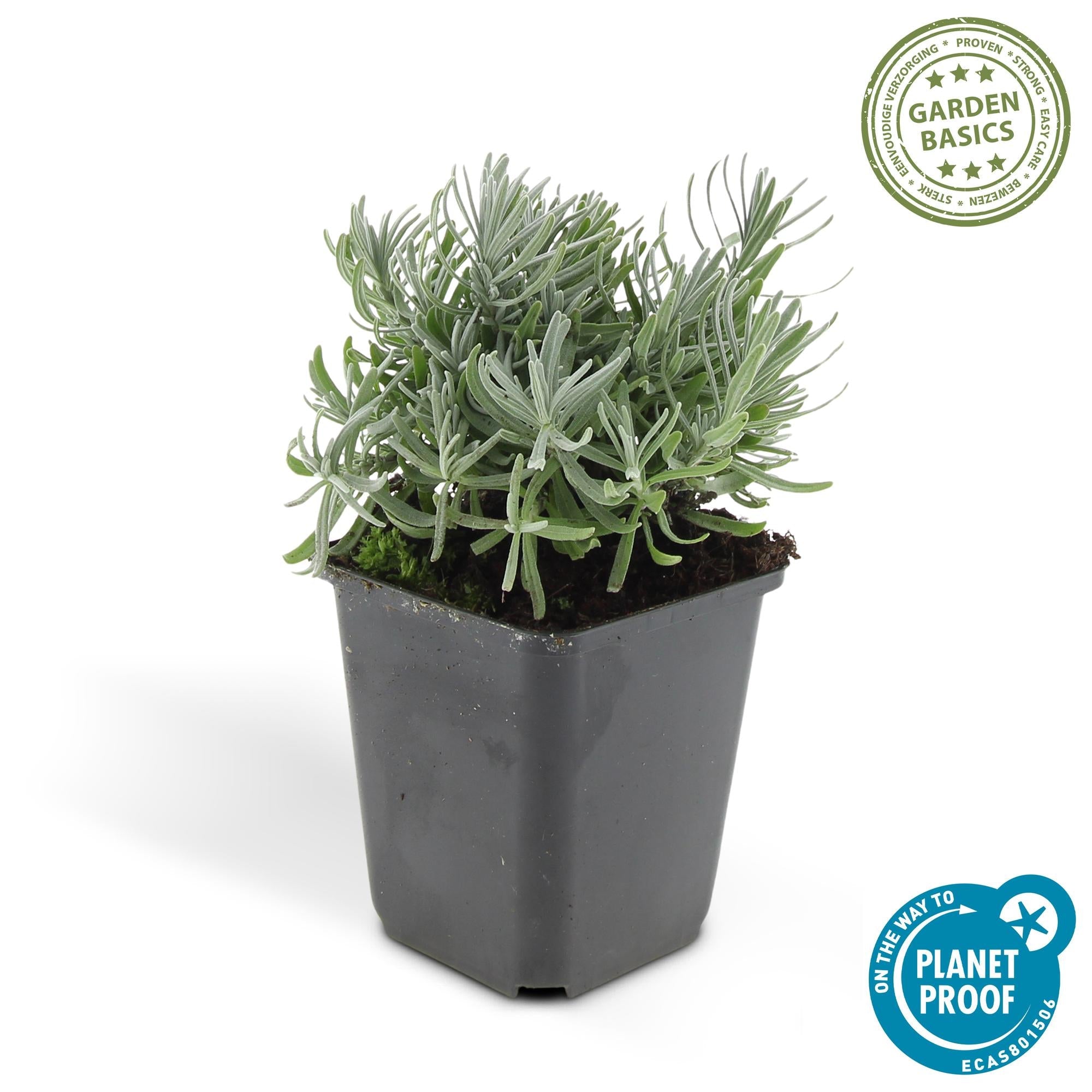 green-guardia-hidcote-lavandula-lavendel-6-pflanzen-9cm-violett image 1