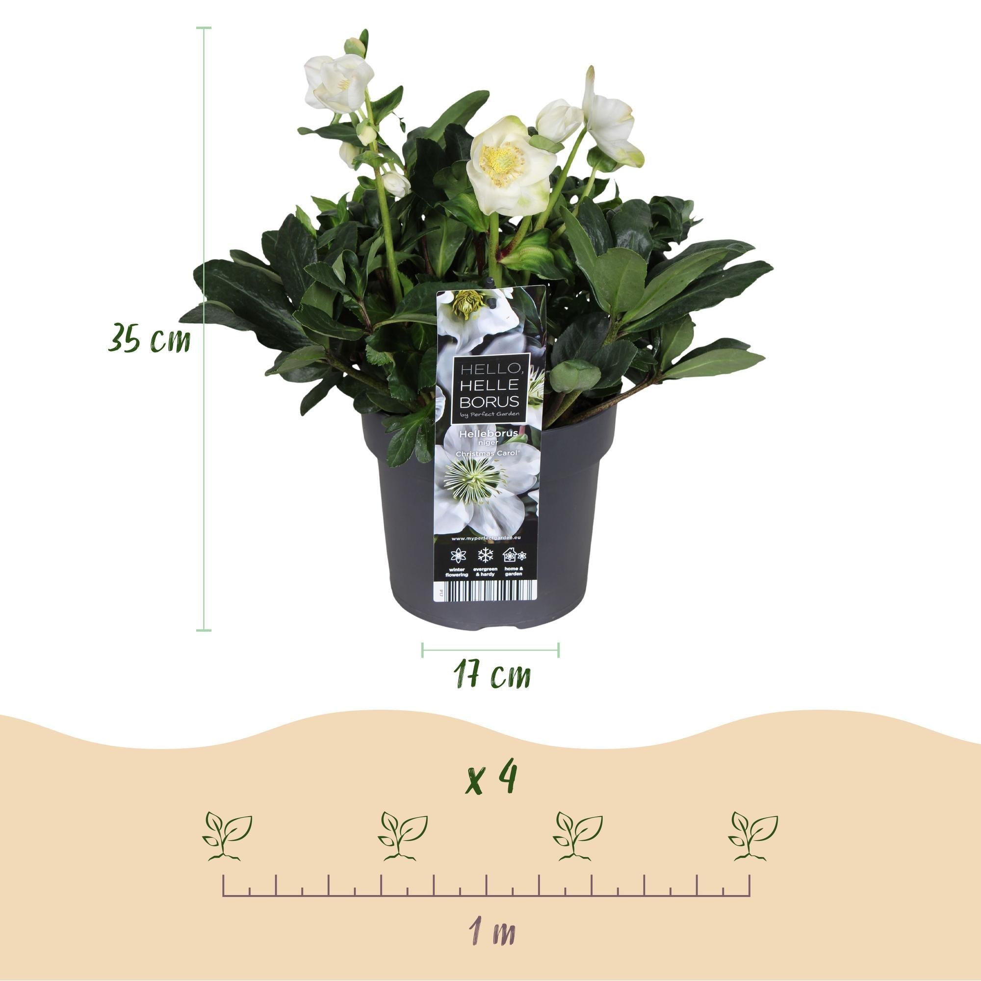 green-guardia-helleborus-christmas-carol-christrose-14cm image 4