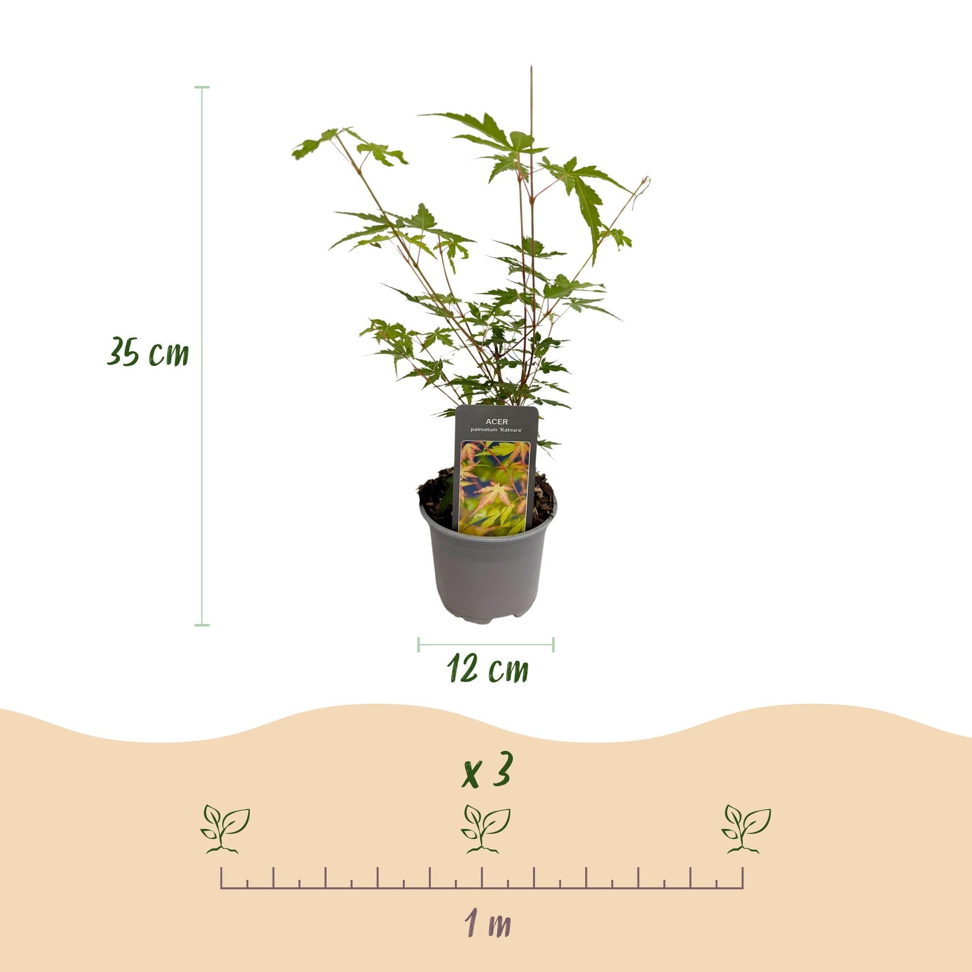 green-guardia-acer-sangokaku-f-cherahorn-12cm-topf-gr-n image 2
