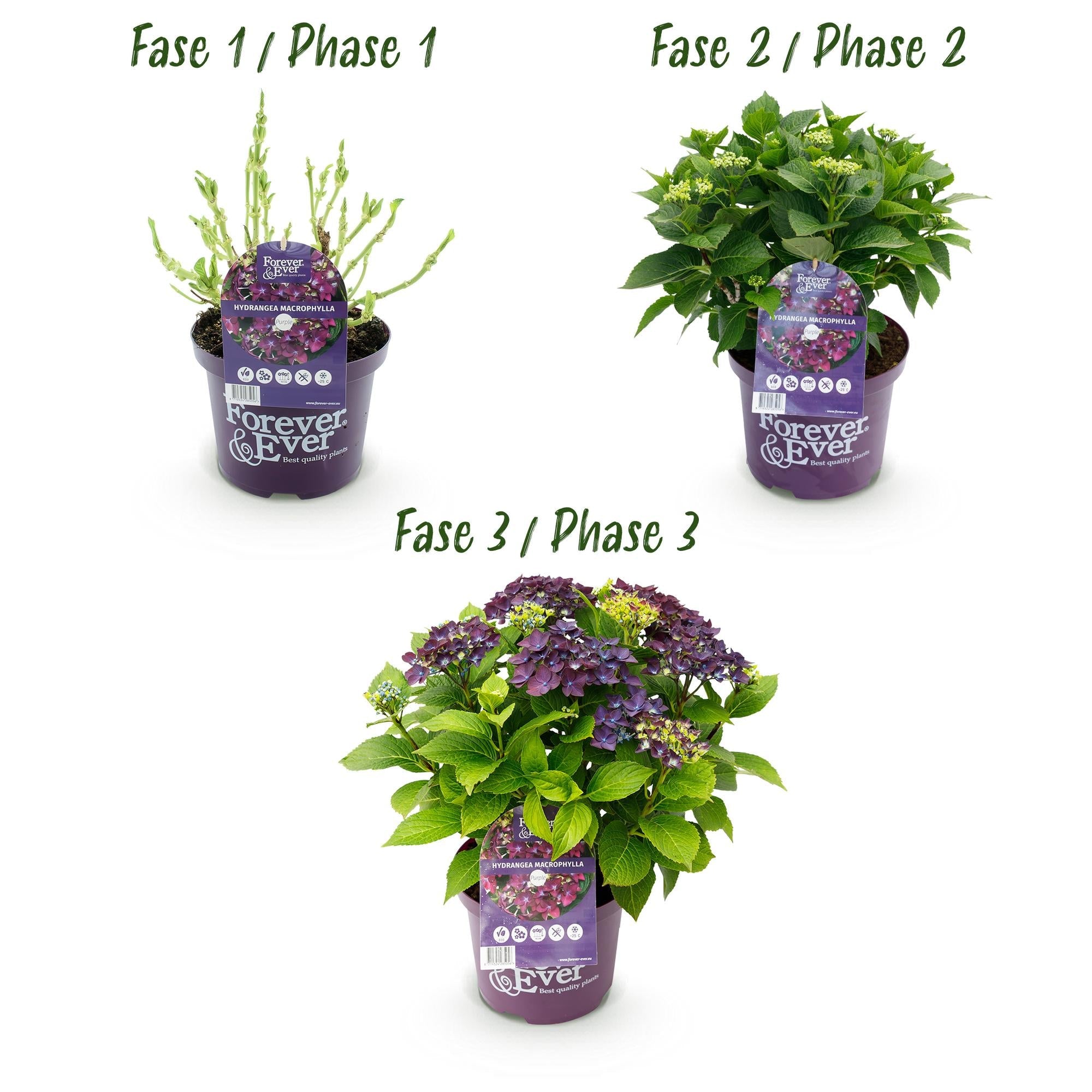 green-guardia-hortensie-forever-ever-lila-bl-hstrauch-1-pflanze image 4